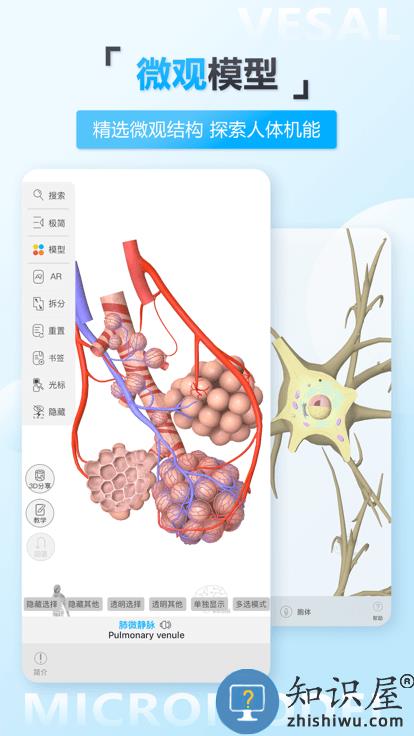 维萨里3d解剖软件下载
